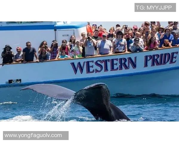 名古屋鲸与京都的激烈对决揭示了日本足球的魅力与竞争力 名古屋鲸与京都的激烈对决揭示了日本足球的魅力与竞争力